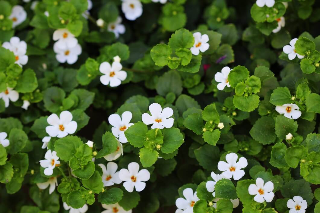 Bacopa-monnieri-Extract