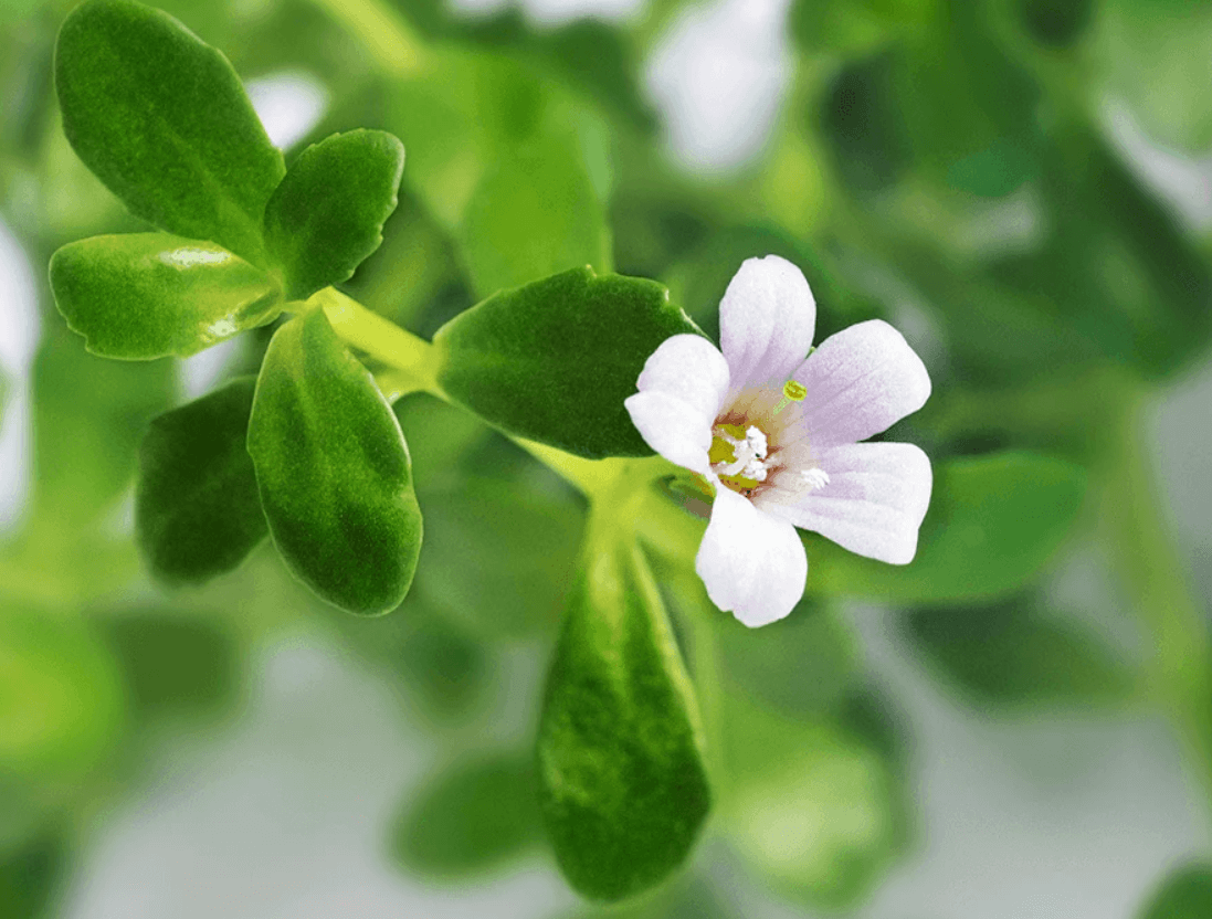 Bacopa Extract