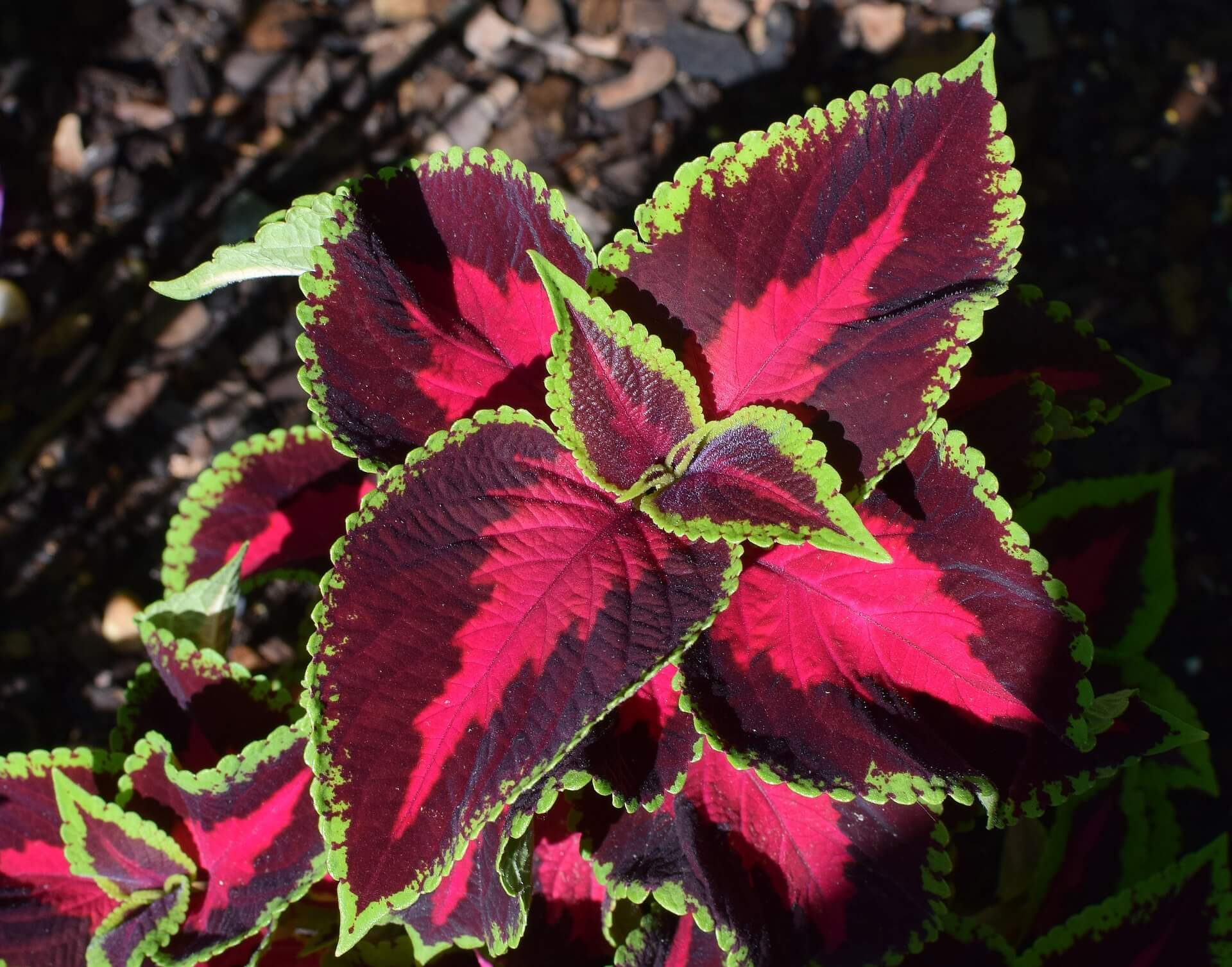 Coleus Extract