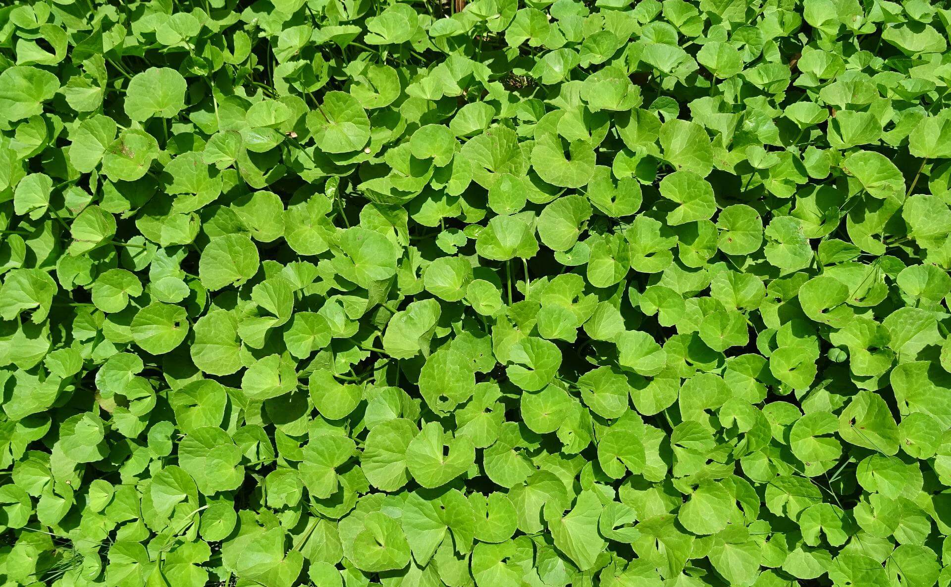 Centella Asiatica Plant Extract